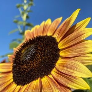 Meet your Posher, Sandee